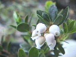 arctostaphylos emerald carpet might