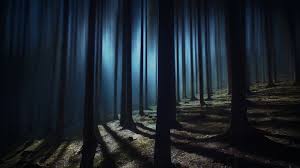 dark forest wallpaper 4k woods night
