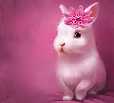 64 cute bunnies wallpaper