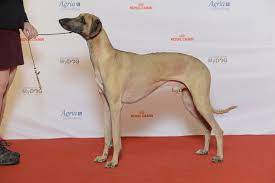 كلب سلوغي مغربي - ويكيبيديا