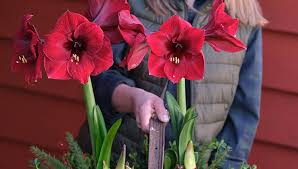 Flowering Bulbs