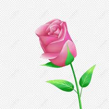 valentines day pink rose flower rose