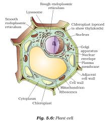 cell organelles plant cell vs