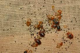 leave borax on carpet for bed bugs