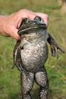 bullfrog image / تصویر