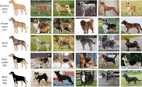 Dog Colour Patterns Explained By