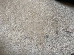 carpet stain diagnostic faqs