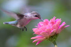 What happens if you put too much sugar in hummingbird food?