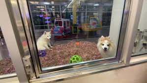 Our mission is to match the right pet with the right customer and meet the needs of both. Proposed Bill Would Prevent Colorado Pet Stores From Selling Dogs Cats Krdo