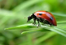 how to use and release ladybugs