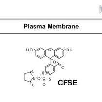 The Use Of Carboxyfluorescein Diacetate Succinimidyl Ester Cfse To