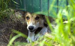 dogs who dig under fences