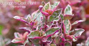 josephs coat plant care how to grow