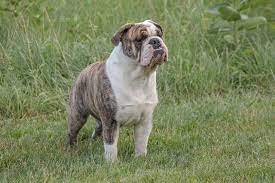 how much does an english bulldog cost