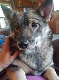 The swedish vallhund is not the most popular breed of dog and because of that, they come with a price tag. Swedish Vallhund Puppies Home Facebook