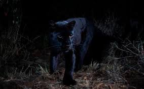 All information about black leopards (dstv premiership) current squad with market values transfers rumours player stats fixtures news. Rare Black Leopard Spotted In Laikipia For First Time The Standard
