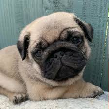 I am considered one of the top pug breeders in our area, if not, the state of florida. Wilson Dog Rescue Urgent Go Now Adoption Pug Puppies For Sale In Jacksonville Florida Facebook