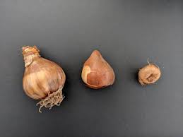 Flower bulbs come in many different shapes and sizes. Planting Bulbs Tubers And Rhizomes Umn Extension