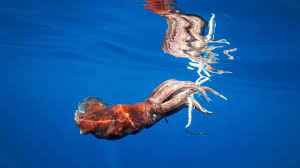 giant squid the real life ocean kraken