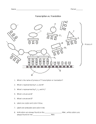 Coloring worksheet replication dna key the double helix answers from transcription and translation worksheet answer key biology. Transcription Vs Translation Worksheet Studocu