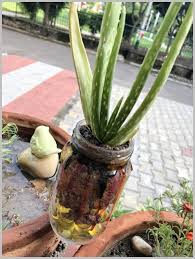 Growing Aloe Vera Indoors Mason Jar