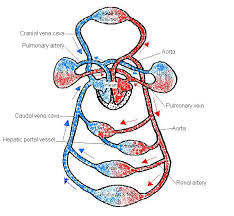 Blood vessels flow blood throughout the body. Circulation Worksheet Answers Wikieducator
