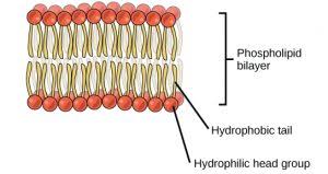 lipids principles of biology