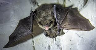 why are bats dangerous bat removal