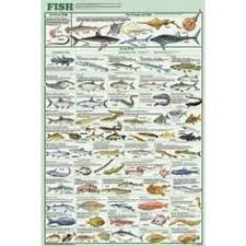 53 Best Boat And Fish Charts Images Fish Chart Fish Boat