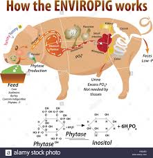 Vector Illustration Of Pig Anatomy Stock Vector Art