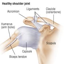 Sometimes it is easier to understand anatomy when you look at a visual representation. Shoulder Sprain Harvard Health