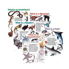 All About Animals Chart Pack Cheap Charts School