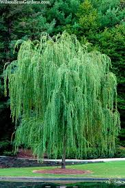 wisconsin weeping willow tree