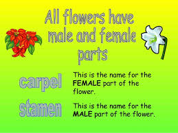 When labelling a flower, the term pistil can be used to refer to one or more carpels. Parts Of A Flower Presentation