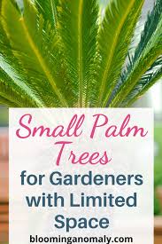 Best Small Palm Trees For Small Gardens