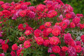 7 easy to care for rose bushes to check