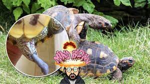 Turtle Penis: Why It Gets (Too) Big? — Aquatic Byte