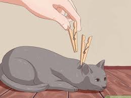 how to deactivate your cat 8 steps