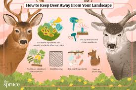 Keep Deer Out Of Your Yard