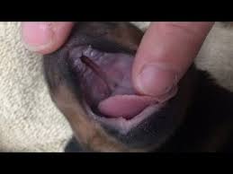 cleft palates in puppies you