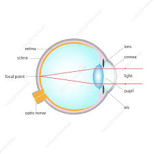 human eye anatomy ilration stock