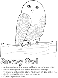 Snowy Owl Coloring Page Owl Coloring Pages Snowy Owl Owl