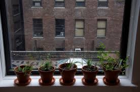 Help Us Save Our Windowsill Herb Garden