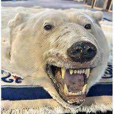 polar bear skin ursus maritimus