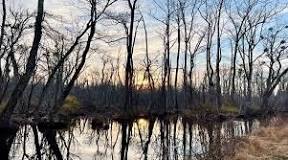 Great Dismal Swamp National Wildlife Refuge de Suffolk | Horario, Mapa y entradas 3