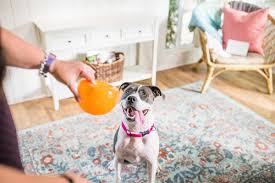 the best dog toys for pit bulls