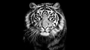 tiger wallpapers hd free