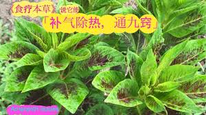 Image result for 苋菜 in english