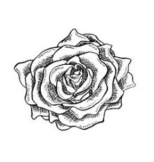 See more ideas about drawings, pencil drawings, art drawings sketches. Roses Pencil Sketch Vector Images Over 780