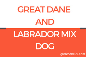 Great Dane Labrador Mix Take Me In A Labradane In 2019